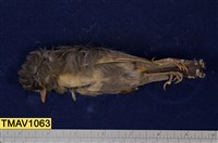 藏品(藪鳥)的圖片